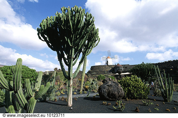 Jardin de Cactus in Guatiza  Lanzarote  Kanarische Inseln  Spanien  Europa