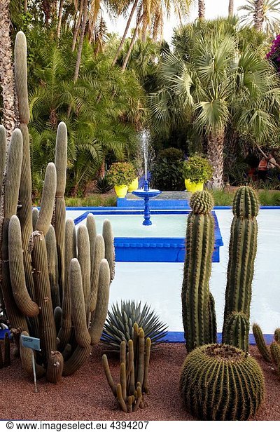 Jardin Majorelle Marrakech Morocco.
