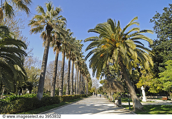 Jardines del Real  Stadtpark  Park  Grünanlage  Palmenallee  Valencia  Spanien  Europa