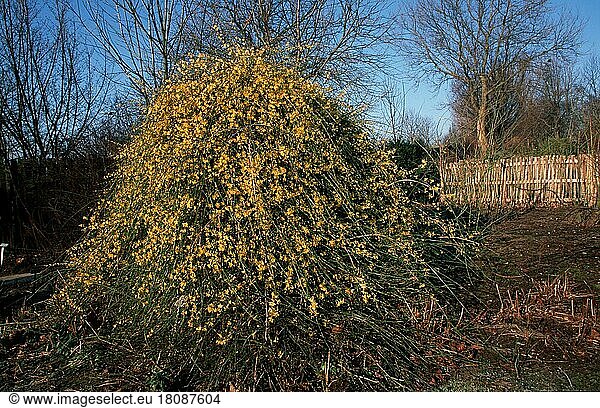 Jasmine (shrubs)  Gelber Winterjasmin (Jasminum nudiflorum) (Pflanzen) (Ölbaumgewächse) (Oleaceae) (Sträucher) (Strauch) (China) (asia) (gelb) (Querformat) (horizontal)