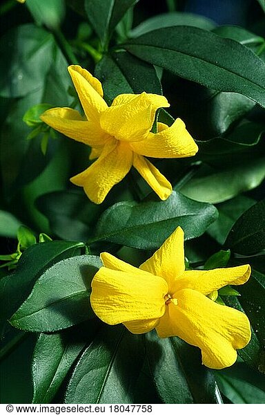 Jasmine (shrubs) (Jasminum mesnyi)  Jasmin (Pflanzen) (Ölbaumgewächse) (Oleaceae) (Sträucher) (Strauch) (Blüten) (gelb) (vertical)