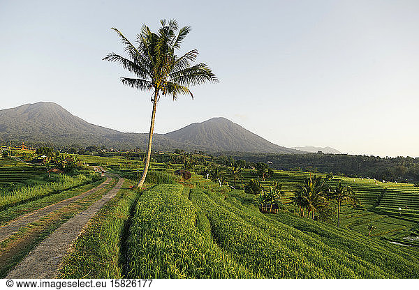 Jatiluwih rice terraces  Bali  Indonesia