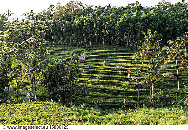 Jatiluwih rice terraces  Bali  Indonesia