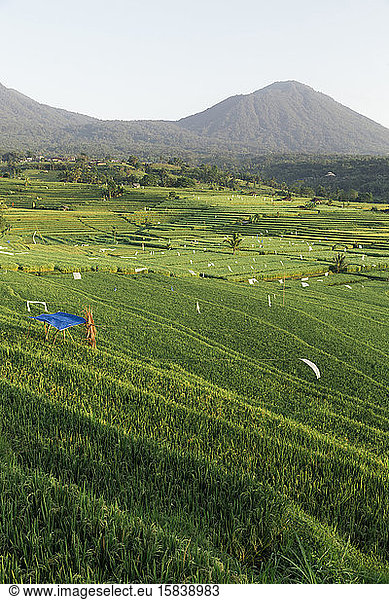 Jatiluwih rice terraces  Bali  Indonesia