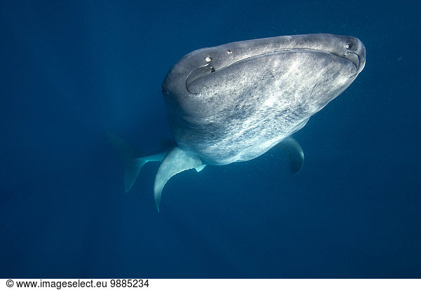 Jeden Sommer versammeln sich Hunderte von Walhaien (Rhincodon typus) in den karibischen Gewässern der Isla Mujeres  Mexiko.