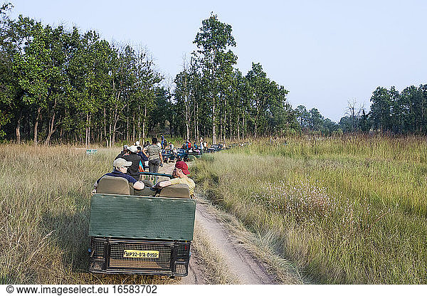 Jeeps with tourists and their guides waiting for Tigers at crowded place in Bandhavgarh  india during a Tiger safari
