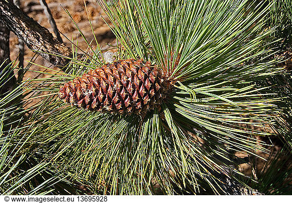 Jeffrey Pine Cone (Pinus jeffreyi)  Mt. Pinos  Ventura County  California.