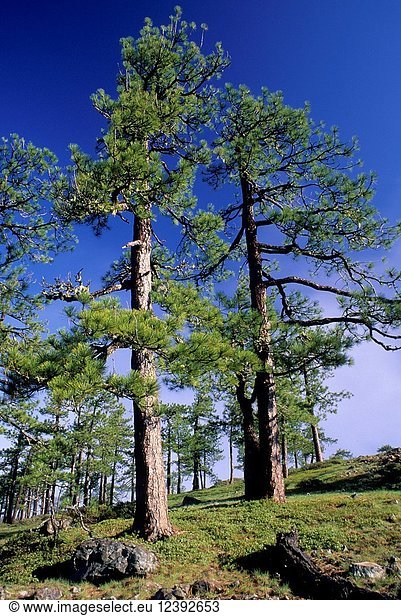 Jeffrey pine in Whetstone Butte area  Kalmiopsis Wilderness  Siskiyou National Forest  Oregon.