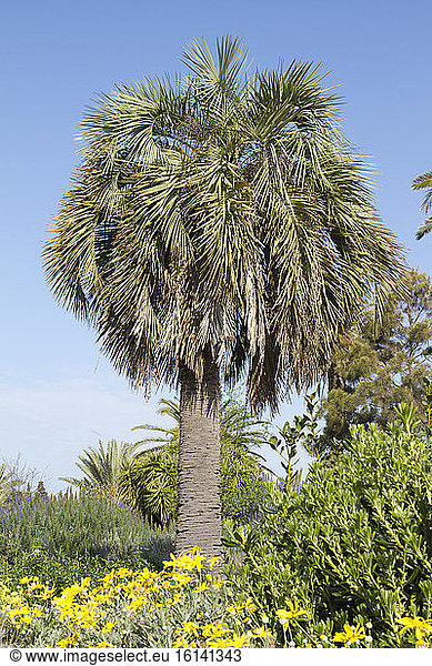 Jelly Palm (Butia odorata) in a Mediterranean garden