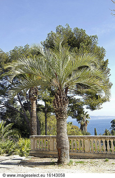 Jelly Palm (Butia odorata) in a Mediterranean garden