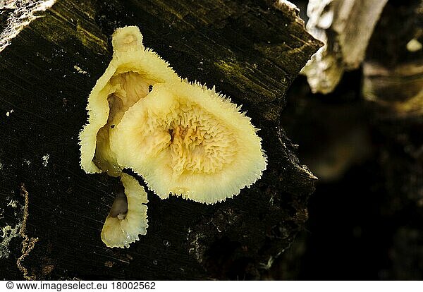 Jelly Rot (Phlebia tremellosa) Fungus fruiting body  growing on decaying wood  Clumber Park  Nottinghamshire  England  United Kingdom  Europe