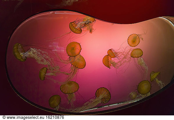 Jellyfish in Aquarium  close up