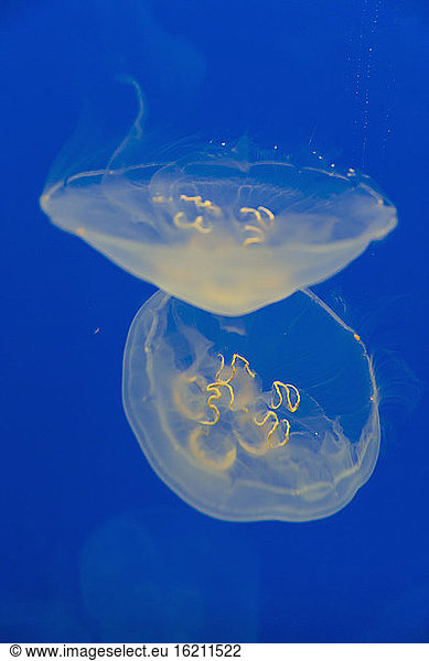 Jellyfish in Aquarium  close up
