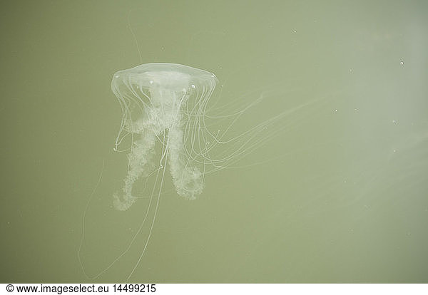 Jellyfish in Green Water