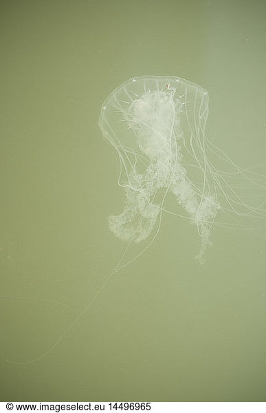 Jellyfish in Green Water II