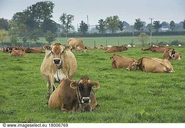 Jerseyrind  cows  dairy herd restg pasture  Cumbria  England  October  Jerseyrinder  reinrassig  Nutztiere  Haustiere  Paarhufer  Tiere  Säugetiere  Huftiere  Hausrinder  Rinder  Domestic Cattle  Jersey  Europa