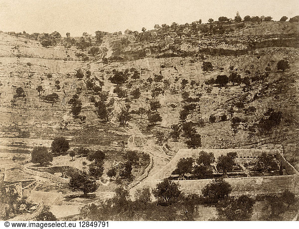 JERUSALEM: GETHSEMANE. The Garden of Gethsemane at the foot of the Mount of Olives in Jerusalem. Photograph by Auguste Salzmann  1856.
