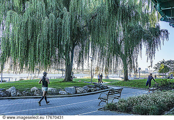 Joggers and Weeping Willow Tree  Riverside Park South  New York City  New York  USA