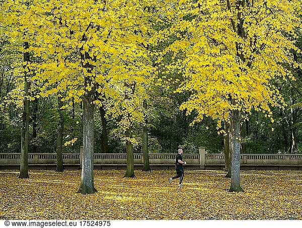 Joggers in autumn in a park  Berlin  Germany  Europe