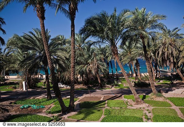 Jordan  Aqaba  Aqaba Beach  Corniche gardens