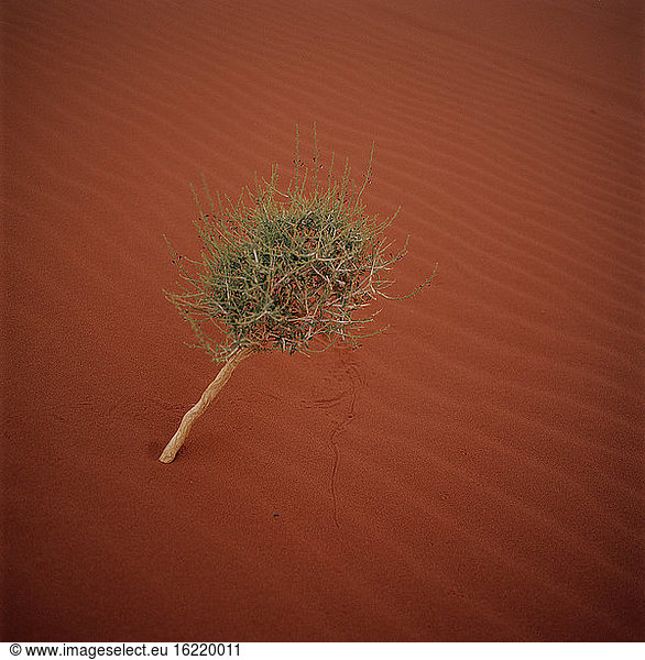 Jordanien  Wadi Rum  Baum in der Wüste  Blick von oben