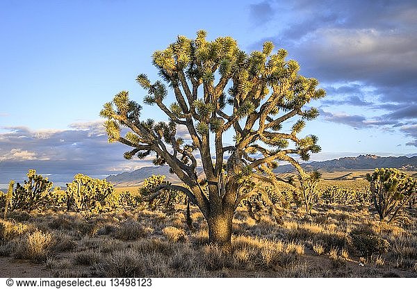 Joshua-Bäume (Yucca brevifolia) im Abendlicht,  Mojave-Wüste,  Wüstenlandschaft,  Mojave National Preserve,  Kalifornien,  USA,  Nordamerika