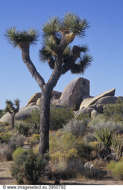 Joshua Bäume (Yucca brevifolia liliaceae) im Joshua Tree National Monument Park,  Nationalpark,  Felsen,  Kalifornien,  Amerika,  USA
