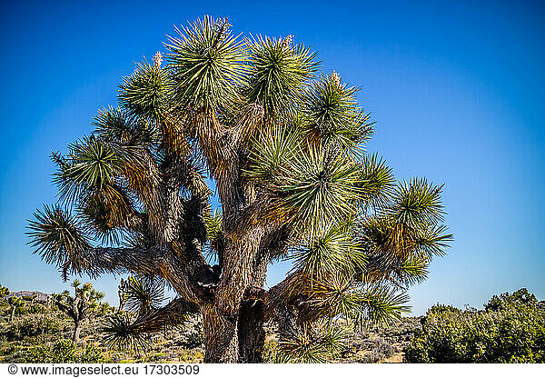 Joshua-Bäume im Joshua-Tree-Nationalpark  Kalifornien