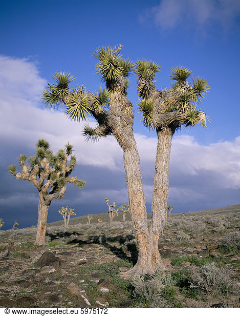 Joshua Bäume in der Nähe von Death Valley Joshua Tree National Park California Vereinigte Staaten von Amerika Nordamerika
