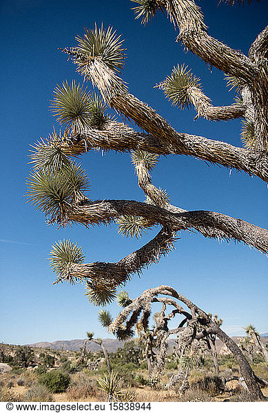 Joshua-Bäume ragen auf einem Pfad in der Wüste Kaliforniens empor.