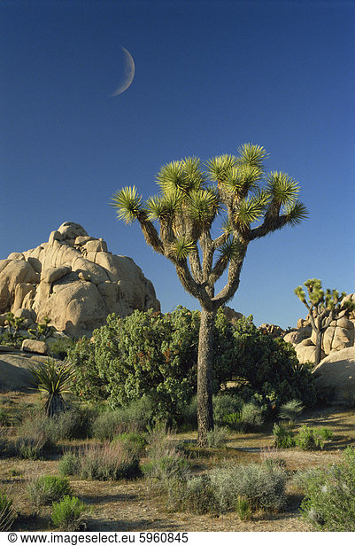 Joshua Bäume und Halbmond  Joshua Tree National Monument  California  Vereinigte Staaten  Nordamerika