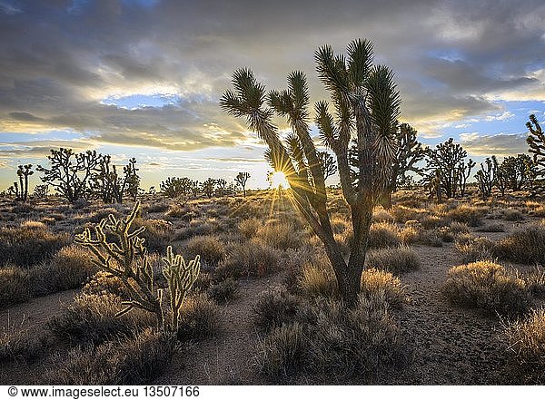 Joshua-Bäume (Yucca brevifolia) bei Sonnenuntergang Mojave-Wüste Wüstenlandschaft Mojave National Preserve Kalifornien USA Nordamerika