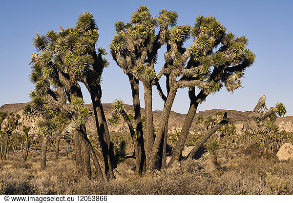 Joshua-Bäume (Yucca Brevifolia) gegen einen blauen Himmel  Joshua Tree National Park; Kalifornien  Vereinigte Staaten von Amerika