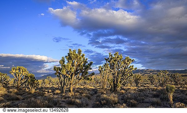 Joshua-Bäume (Yucca brevifolia) im Abendlicht  Mojave-Wüste  Wüstenlandschaft  Mojave National Preserve  Kalifornien  USA  Nordamerika