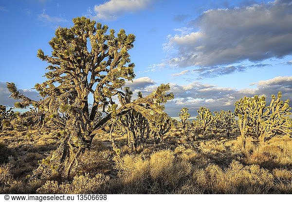 Joshua-Bäume (Yucca brevifolia) im Abendlicht  Mojave-Wüste  Wüstenlandschaft  Mojave National Preserve  Kalifornien  USA  Nordamerika