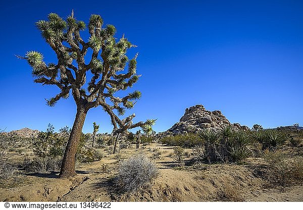 Joshua-Bäume (Yucca brevifolia)  Pfadfinderpfad  Joshua Tree National Park  Desert Center  Kalifornien  USA  Nordamerika