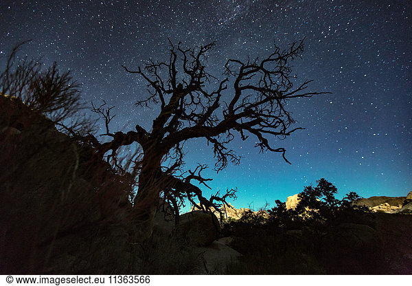 Joshua-Baum-Silhouette und Sternenhimmel  Joshua-Tree-Nationalpark  Kalifornien  USA