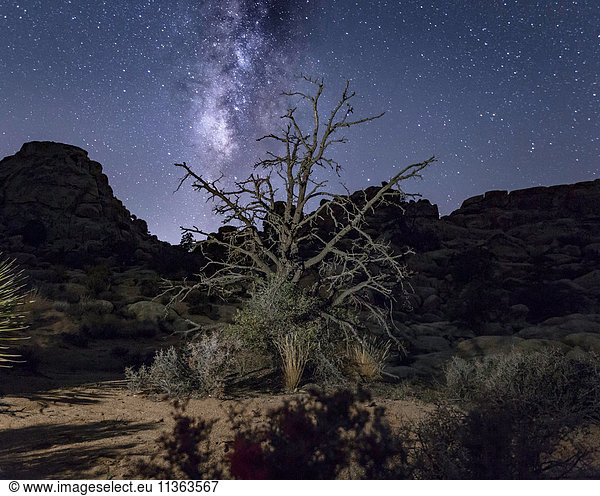 Joshua-Baum und sternenklarer Nachthimmel  Joshua-Tree-Nationalpark  Kalifornien  USA