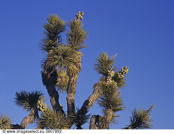 Joshua Baum (Yucca brevifolia) Joshua Tree Nationalpark  Kalifornien  USA