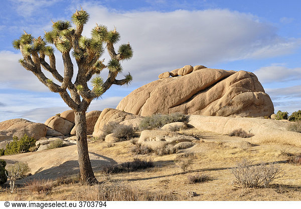 Joshua Palmlilie, Joshua Tree (Yucca brevifolia) vor Monzogranit-Formation, Joshua Tree Nationalpark, Palm Desert, Südkalifornien, USA