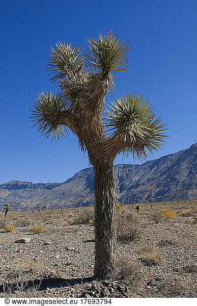 Joshua tree along the Racetrack road Death Valley NP