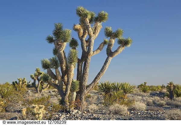 Joshua tree  Desert National Wildlife Refuge  Nevada.