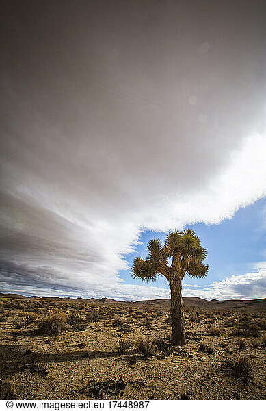 Joshua tree in California desert with storm clouds  Death Valley