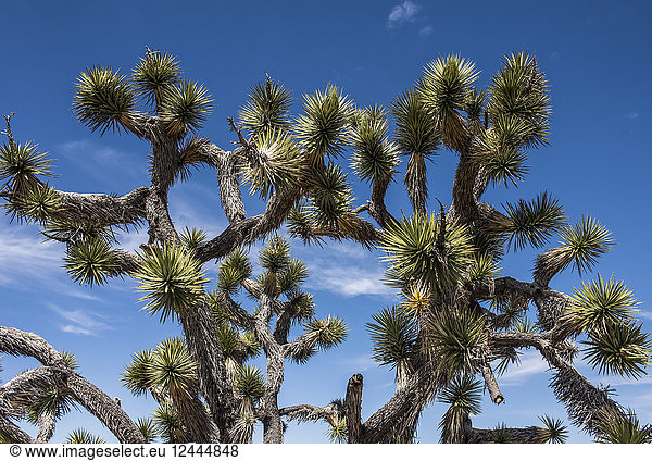 Joshua Tree Kaktus in der Wüste  Nevada  Vereinigte Staaten von Amerika