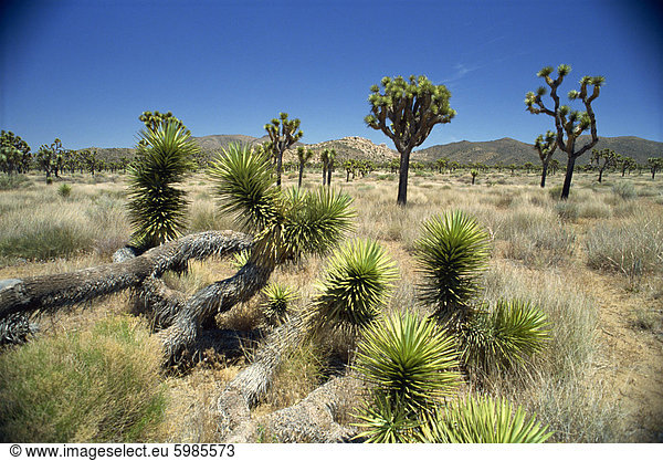 Joshua Tree National Monument California Vereinigte Staaten von Amerika Nordamerika