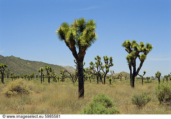 Joshua Tree National Monument  California  Vereinigte Staaten von Amerika  Nordamerika