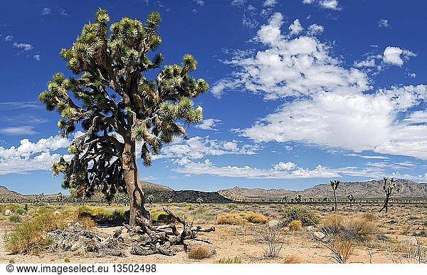 Joshua Tree oder Palmen-Yucca (Yucca brevifolia)  Joshua Tree National Park  Desert Center  Kalifornien  USA  Nordamerika