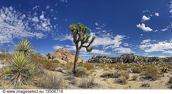 Joshua Tree oder Palmen-Yucca (Yucca brevifolia)  Split Rock  Joshua Tree National Park  Desert Center  Kalifornien  USA  Nordamerika