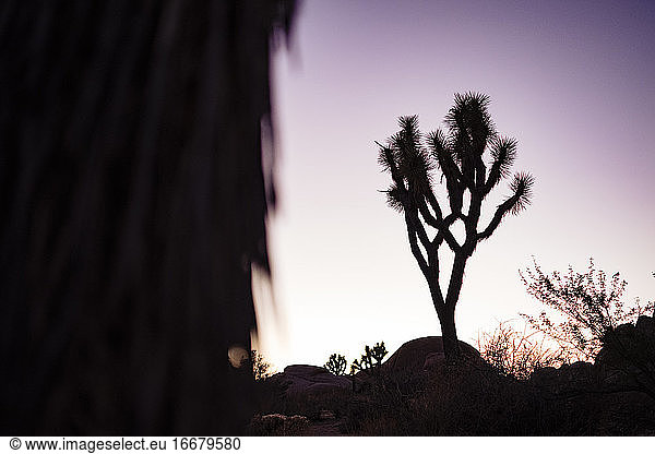 joshua tree silhouette bei sonnenuntergang in kalifornien