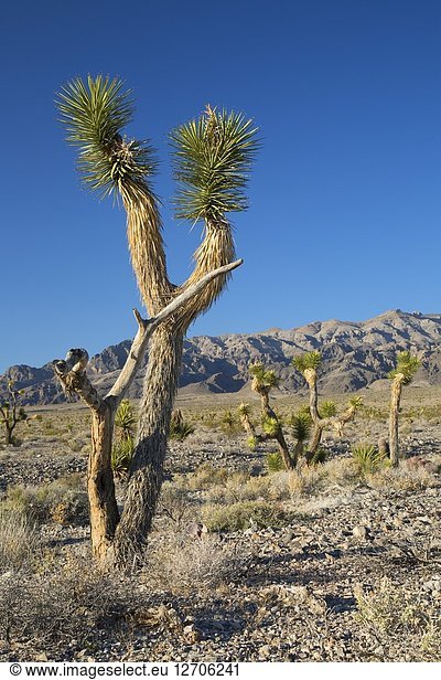 Joshua tree to Sheep Range,  Desert National Wildlife Refuge,  Nevada.